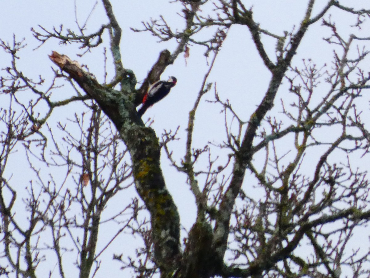 Great Spotted Woodpecker - ML647169393