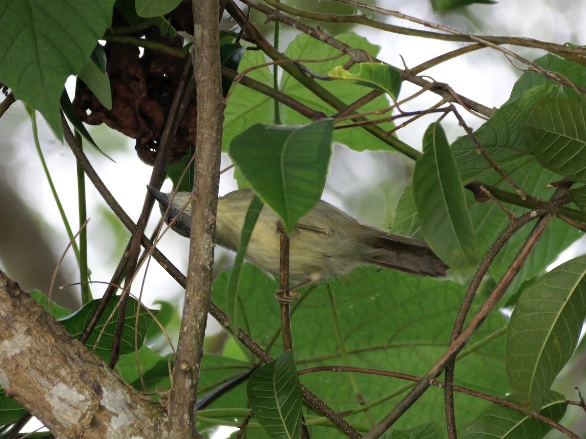 Timalí Goliestriado (woodi) - ML647169406