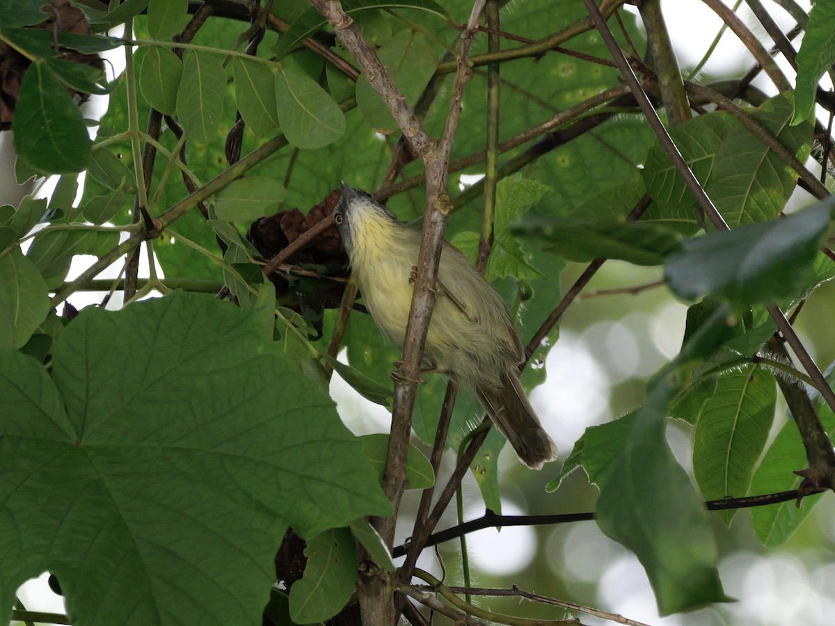 Timalí Goliestriado (woodi) - ML647169407