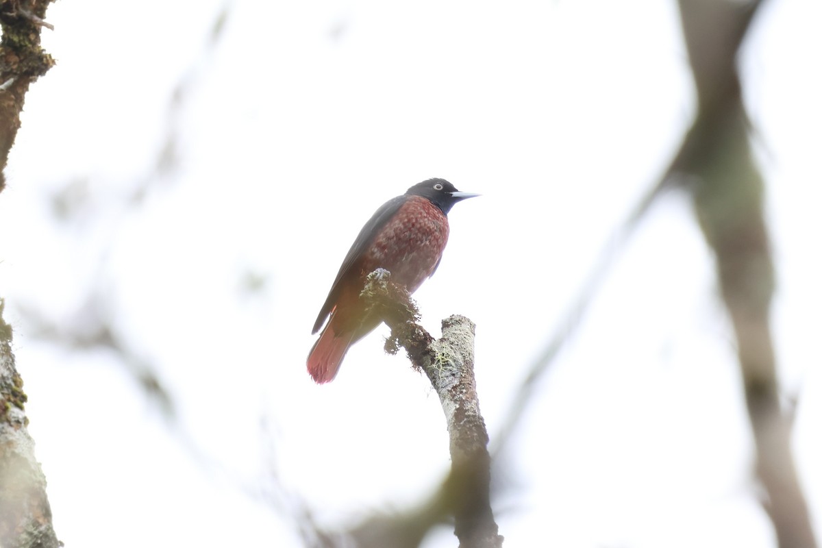 Maroon Oriole - ML647169410