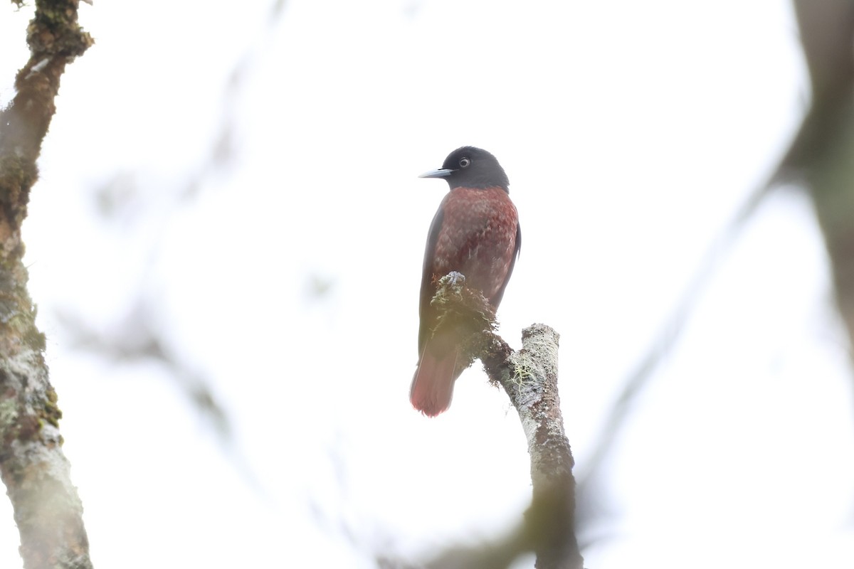 Maroon Oriole - ML647169411