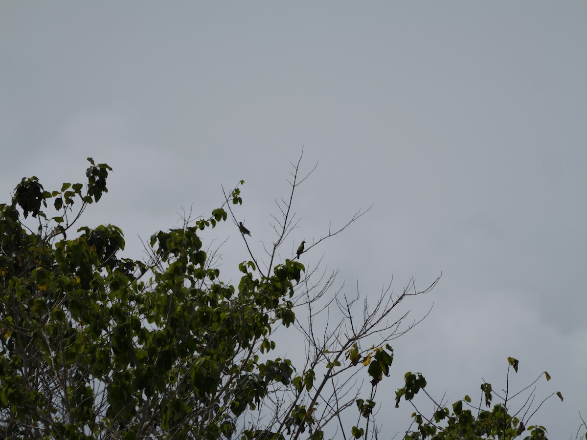 Pink-necked Green-Pigeon - ML647169423