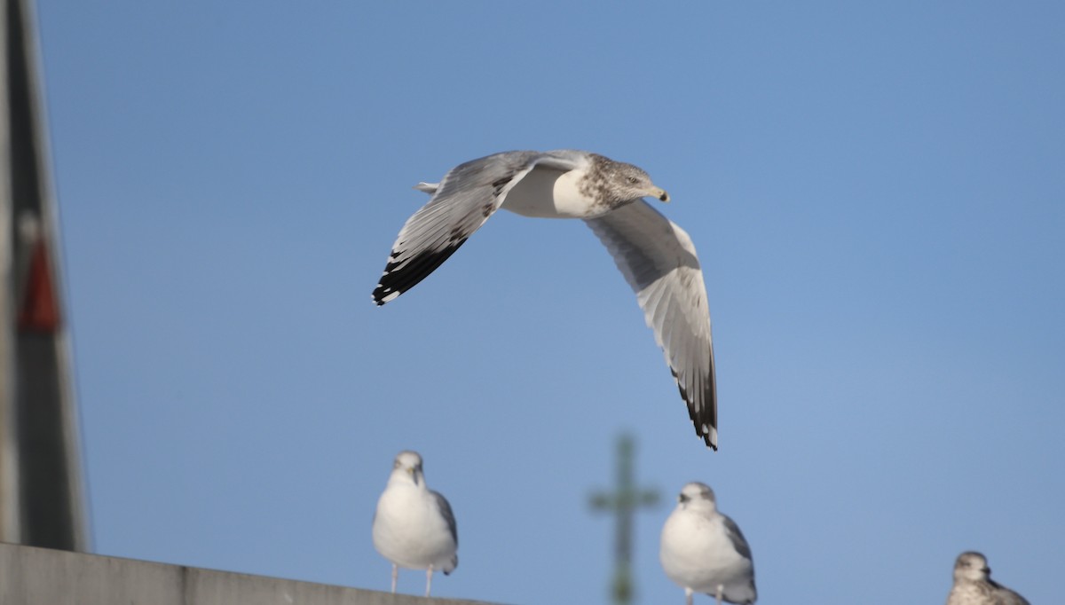 American Herring Gull - ML647169424