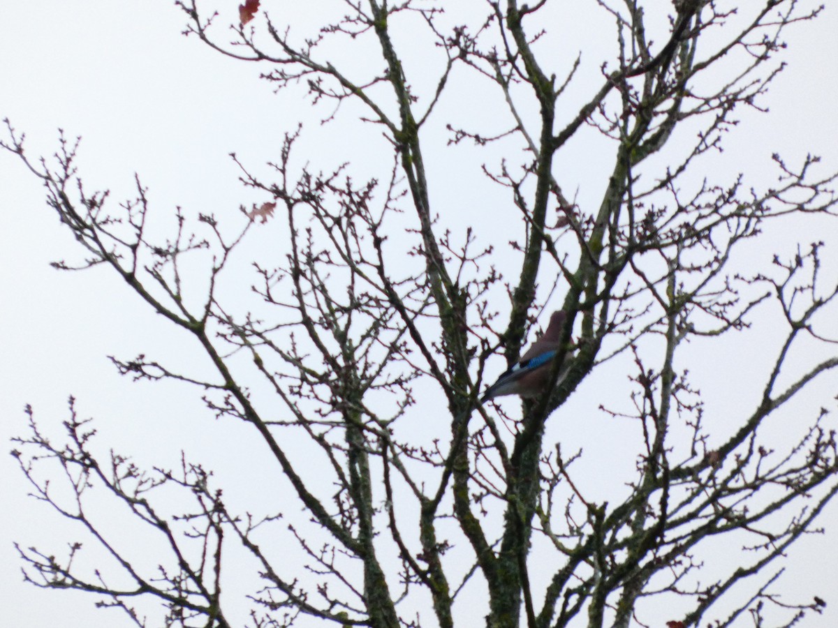 Eurasian Jay - ML647169425