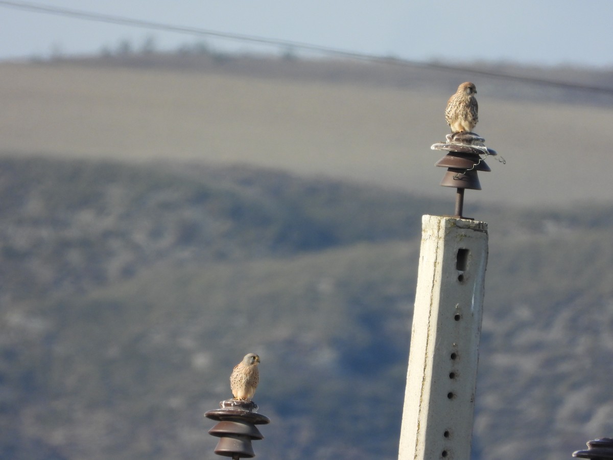 tårnfalk - ML647169429