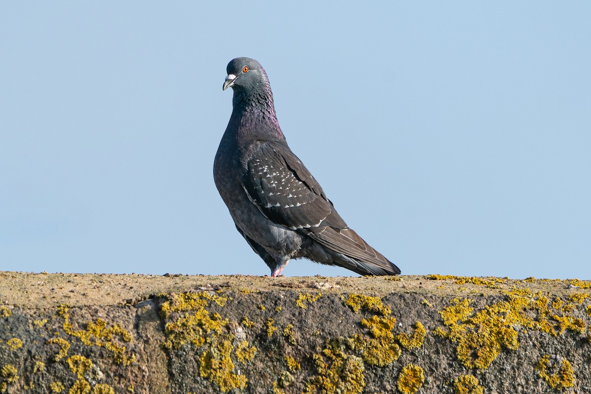 Голуб сизий (міський) - ML647169434