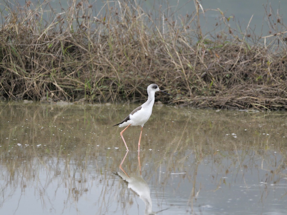 Black-winged Stilt - ML647169441
