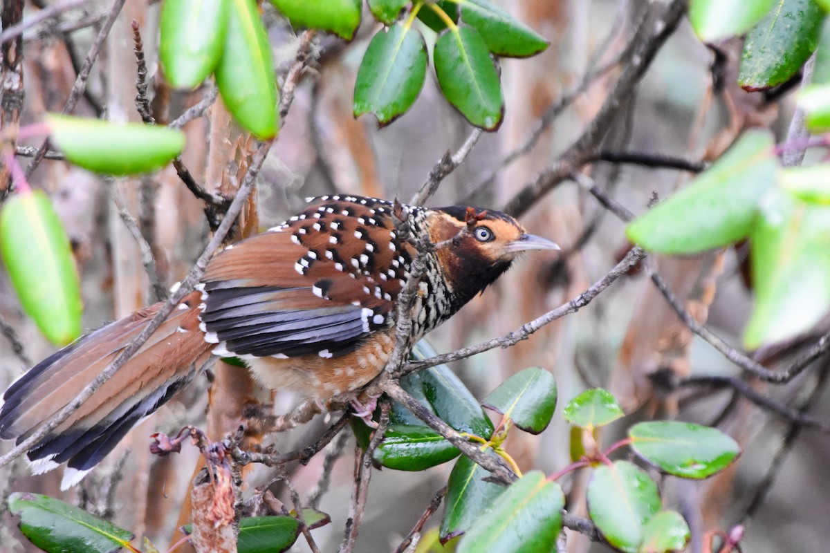 Waldhäherling - ML647169445