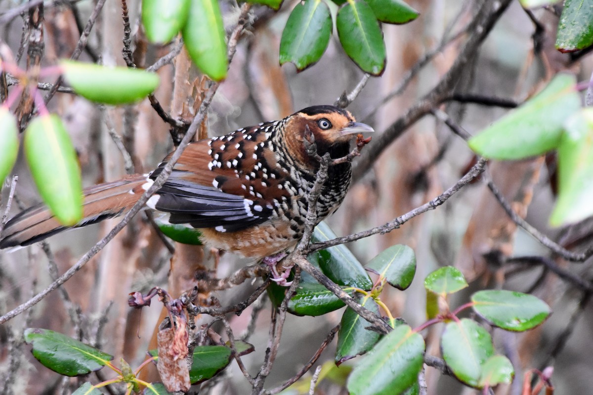 Waldhäherling - ML647169447