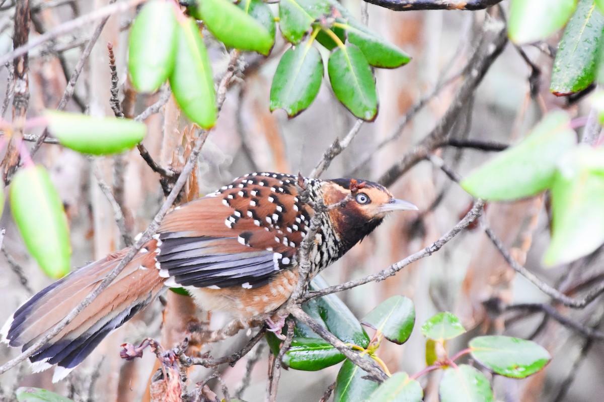 Waldhäherling - ML647169448