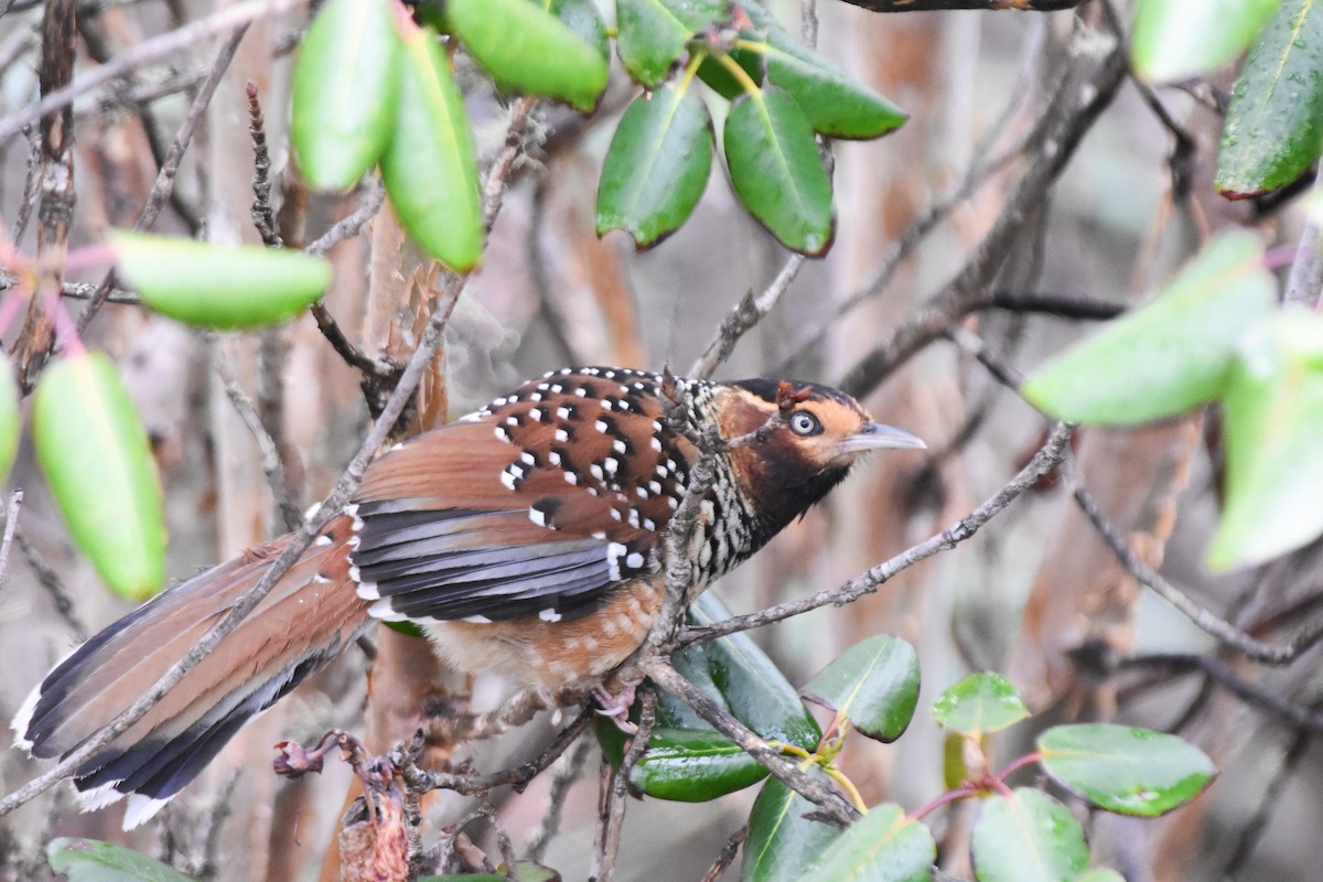 Waldhäherling - ML647169451