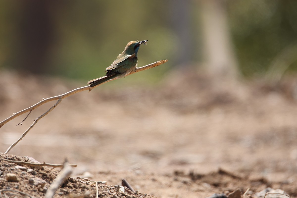Arabian Green Bee-eater - ML647169453