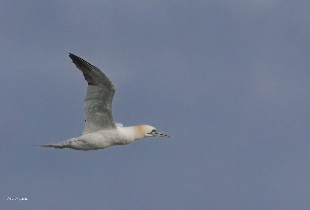 סולה מצויה - ML647169457