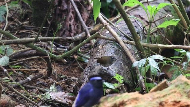 Малый короткокрыл - ML647169458