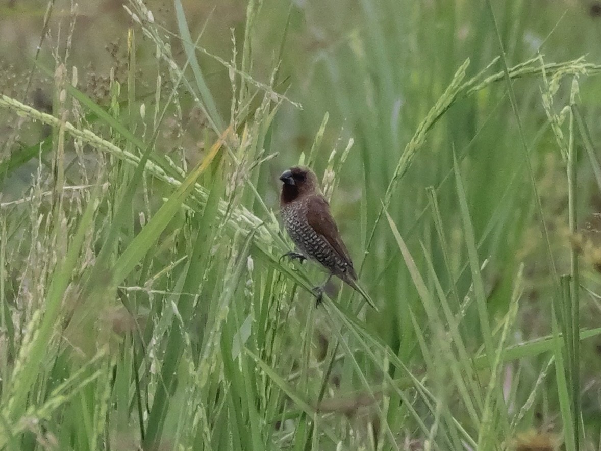 Muskatbronzemännchen - ML647169460