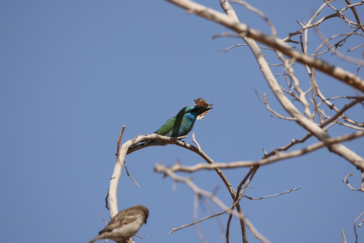 Blaukehl-Smaragdspint - ML647169461