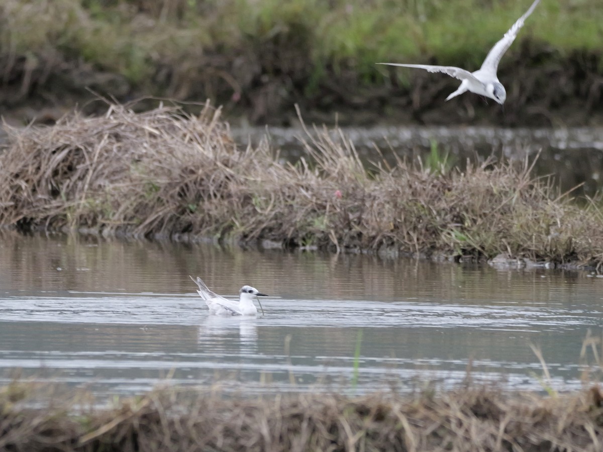 Weißbart-Seeschwalbe - ML647169462