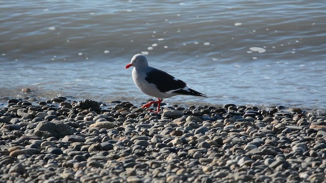 Магелланова чайка - ML647169463