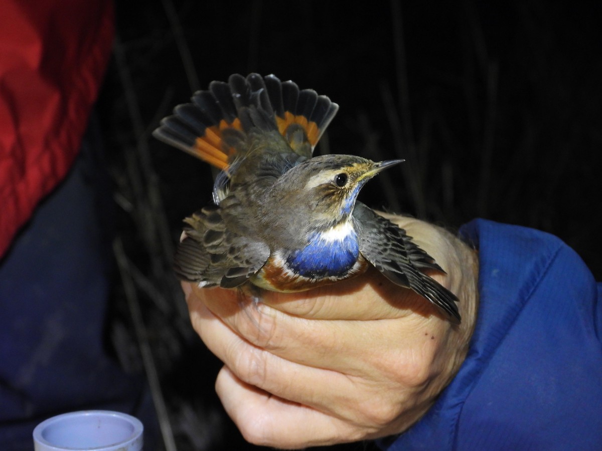 Blaukehlchen - ML647169464