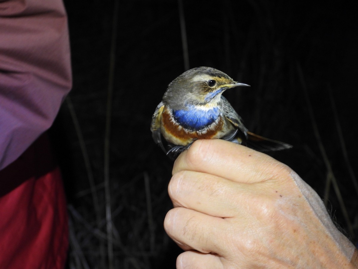 Blaukehlchen - ML647169465