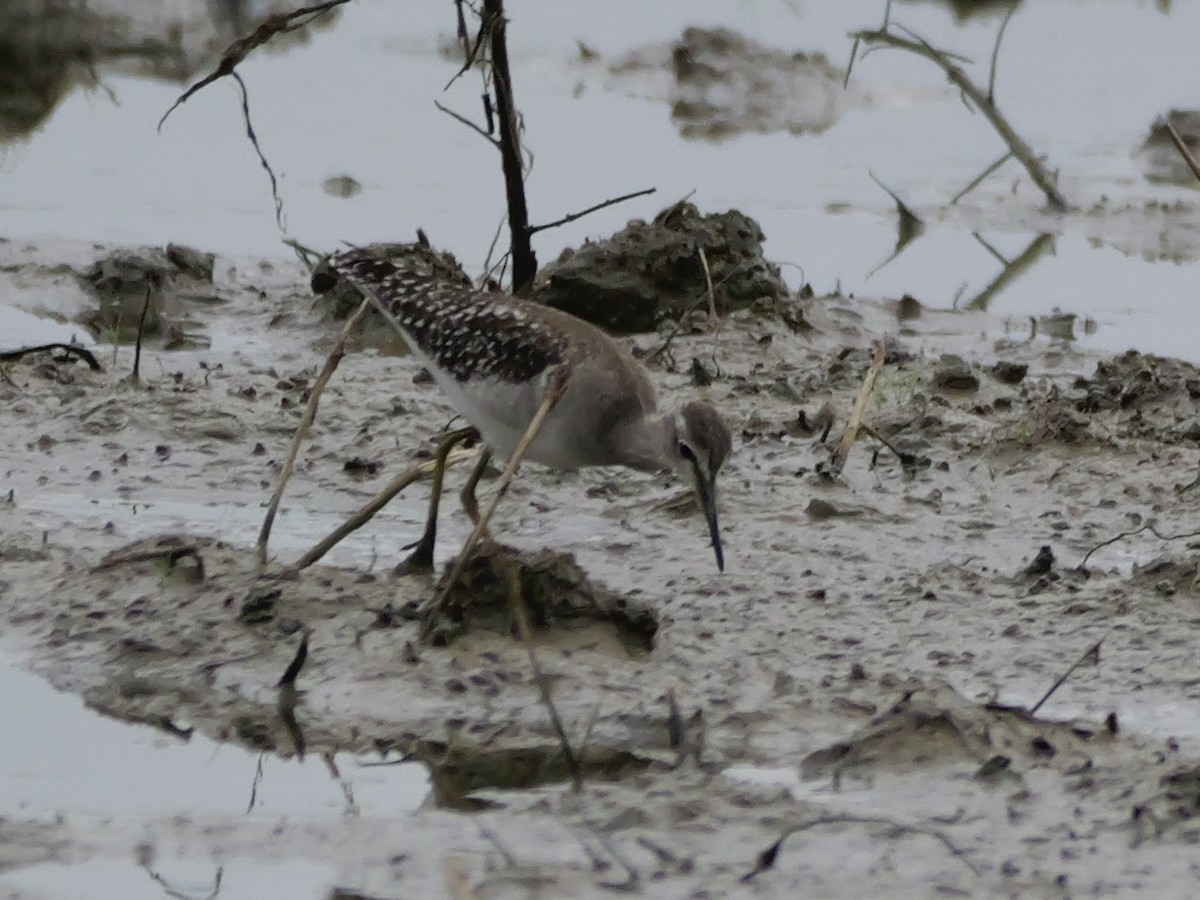 Bruchwasserläufer - ML647169466