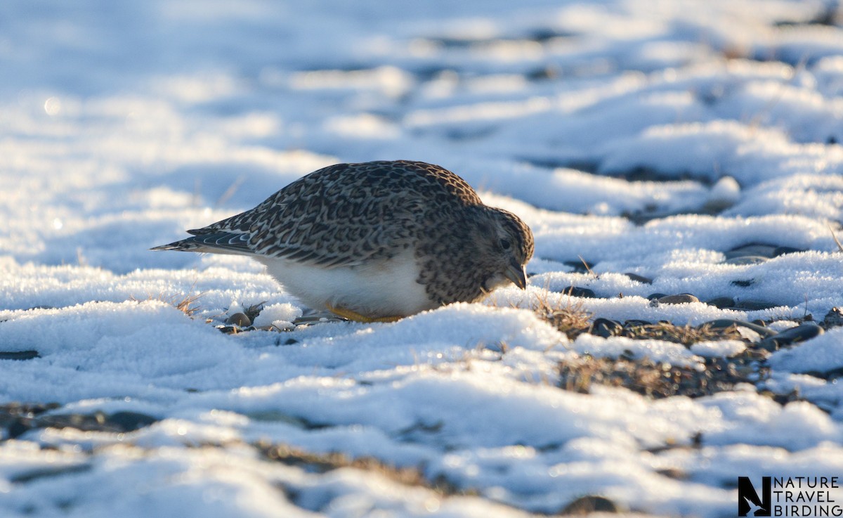 Zwerghöhenläufer - ML647169467