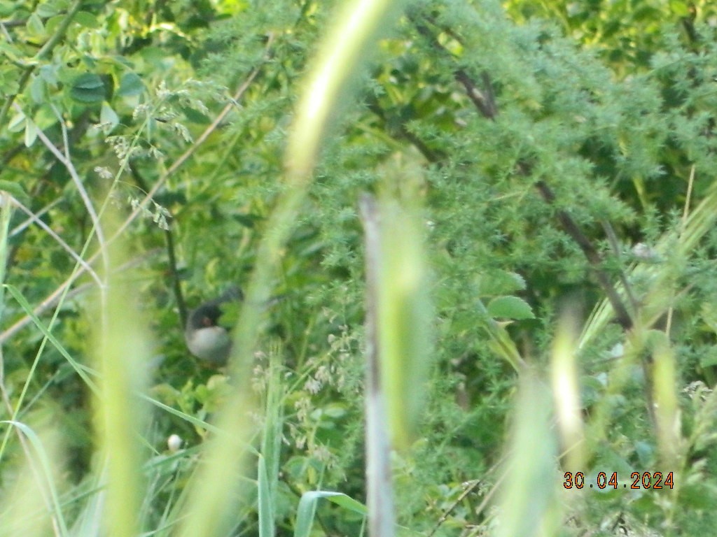 Samtkopf-Grasmücke - ML647169468