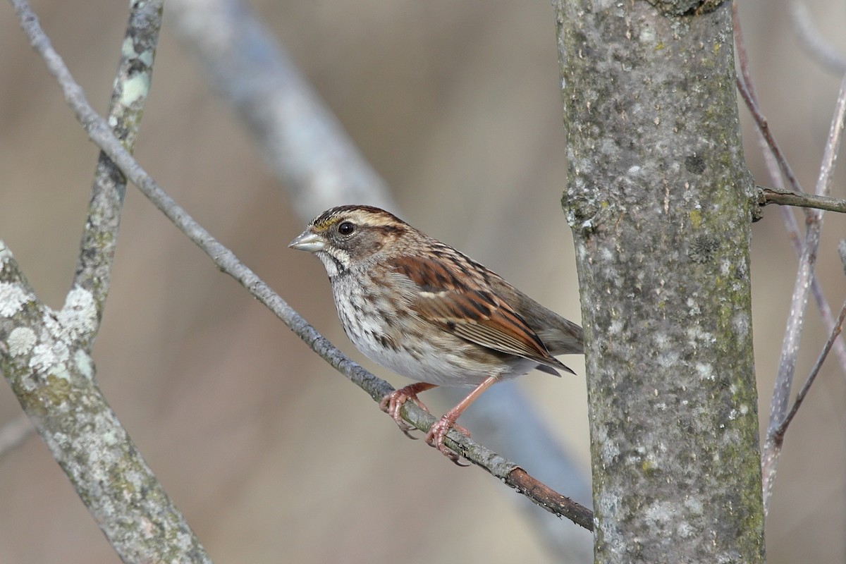 Weißkehlammer - ML647169469