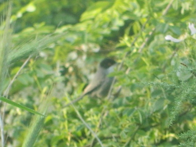 Samtkopf-Grasmücke - ML647169471