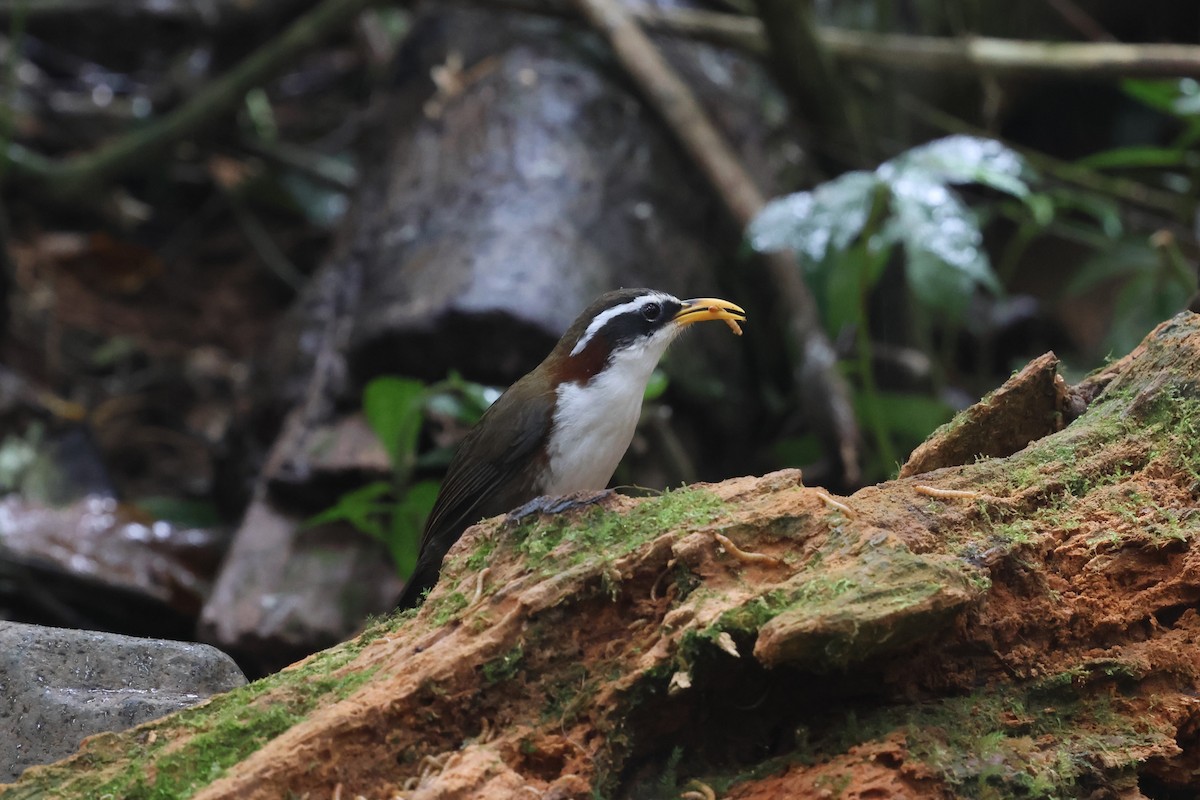 Himalajasäbler - ML647169472