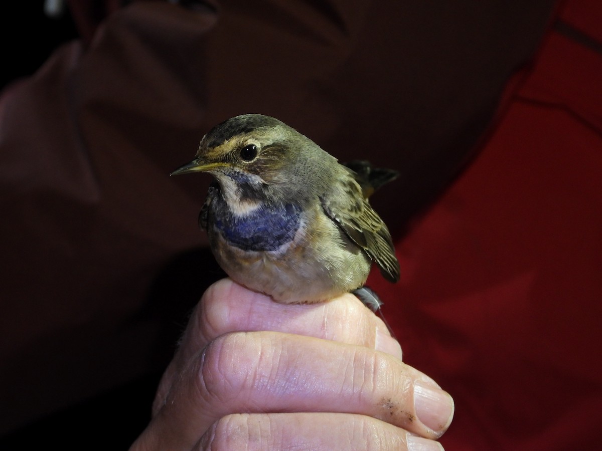 Blaukehlchen - ML647169473