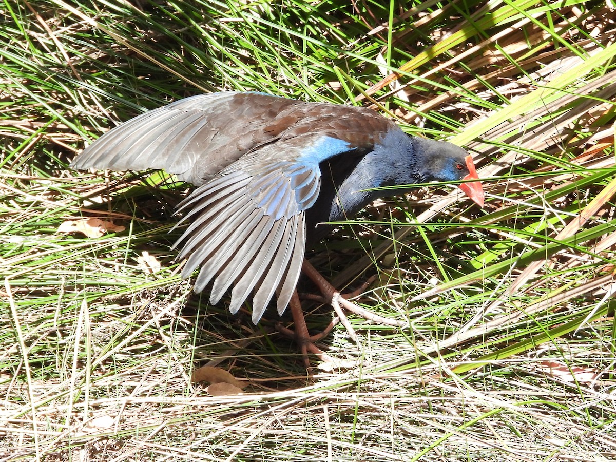 Australpurpurhuhn - ML647169474