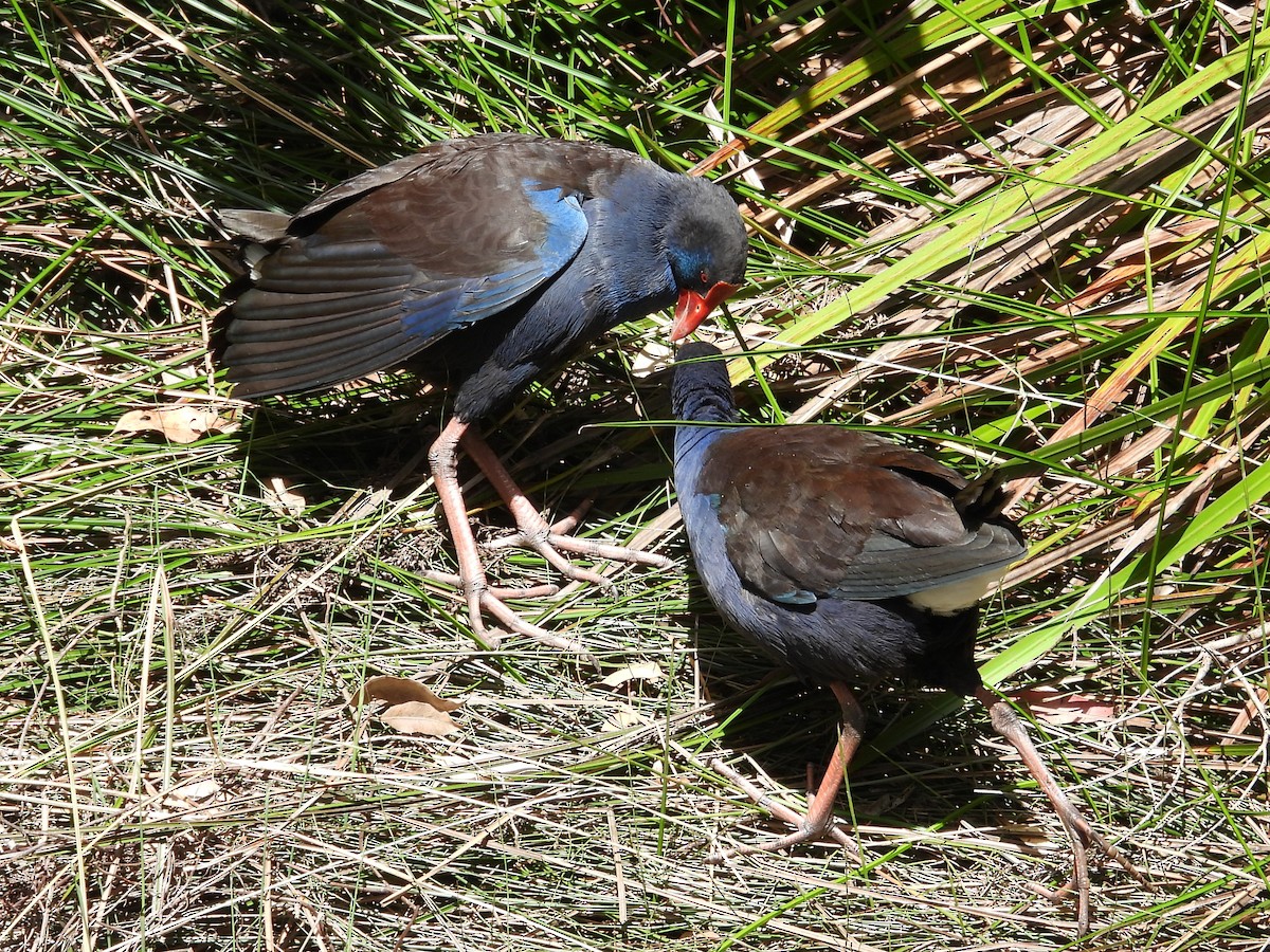 Australpurpurhuhn - ML647169475