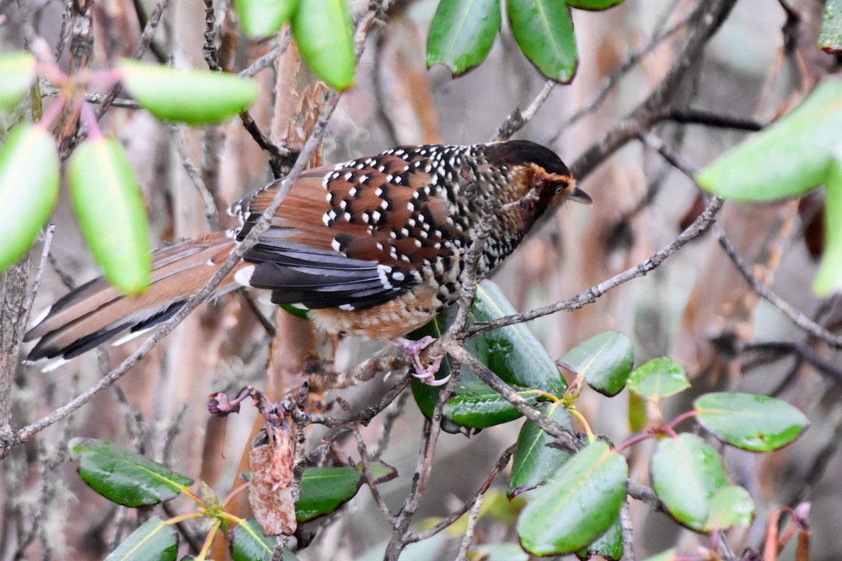 Waldhäherling - ML647169476