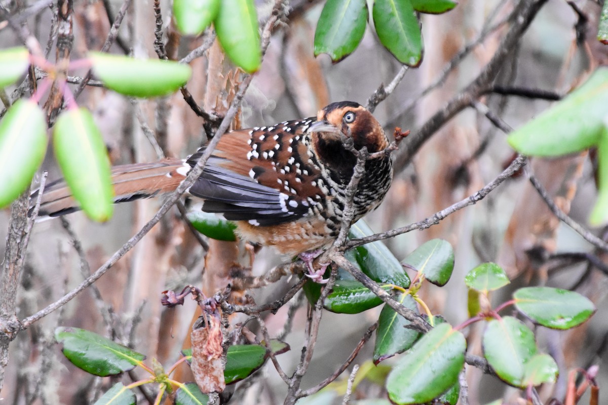 Waldhäherling - ML647169477