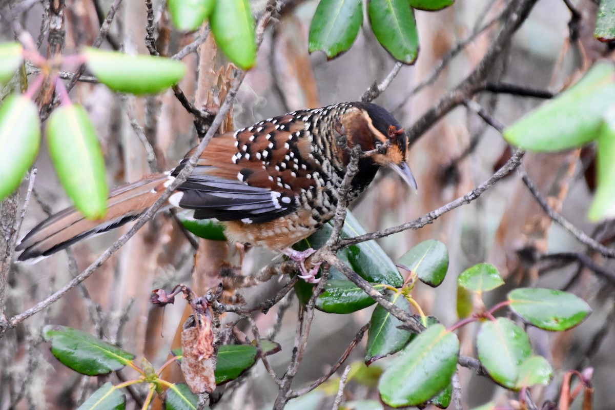 Waldhäherling - ML647169478