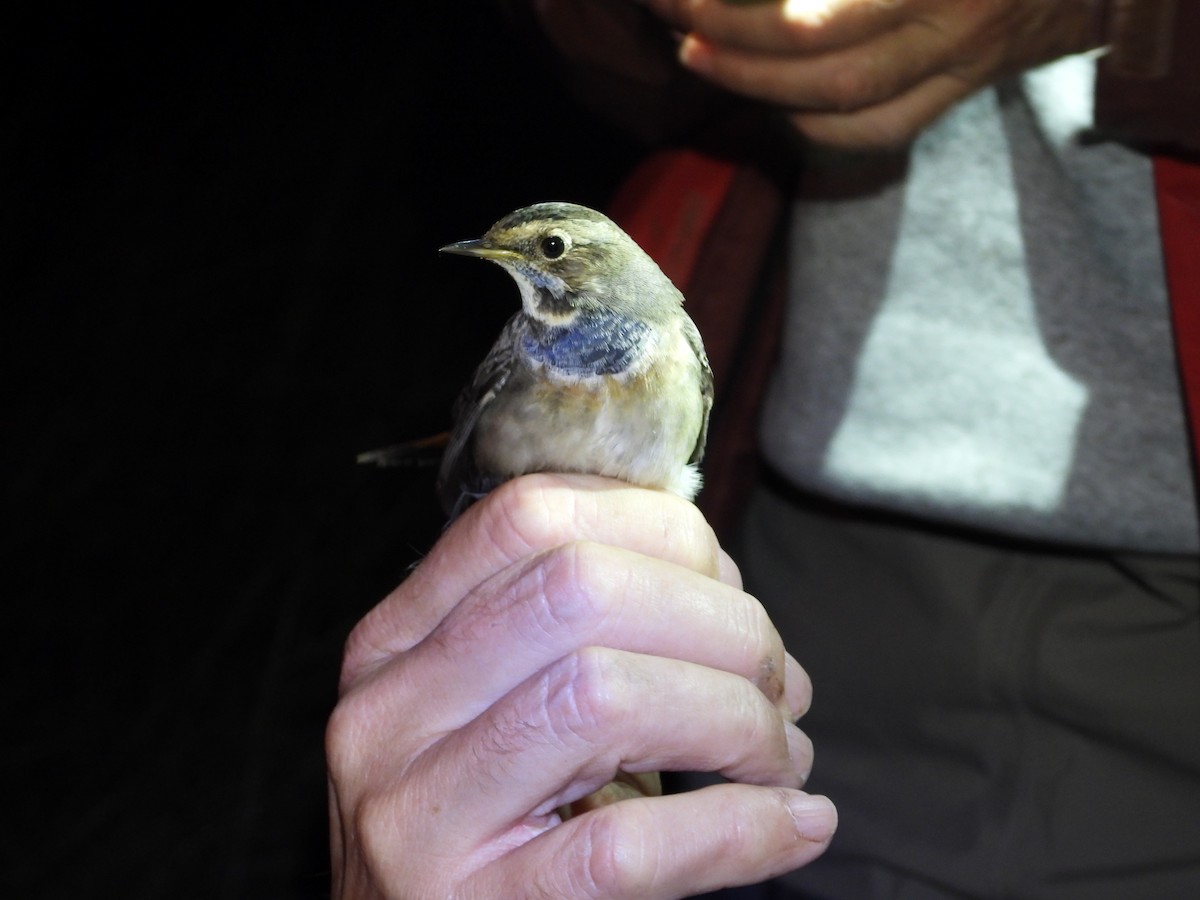 Blaukehlchen - ML647169479