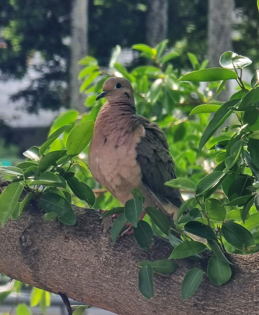 Ohrflecktaube - ML647169480