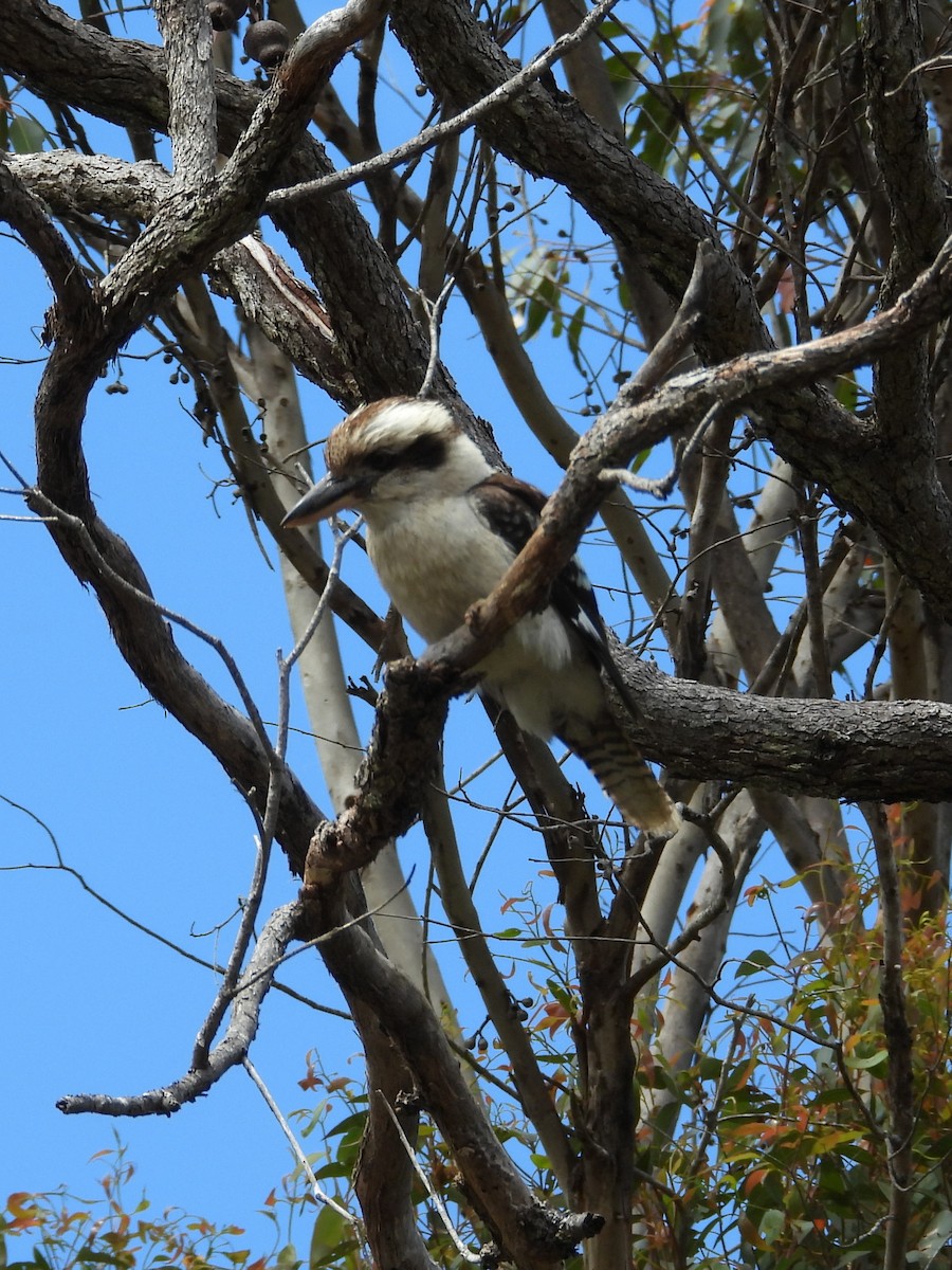 Jägerliest - ML647169483