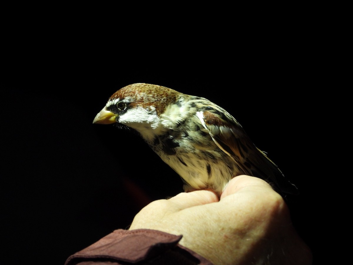 Weidensperling - ML647169484