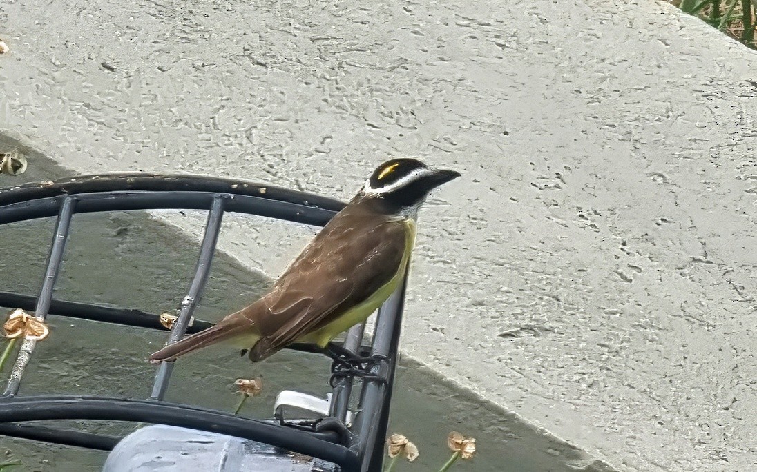 Schwefelmaskentyrann - ML647169485