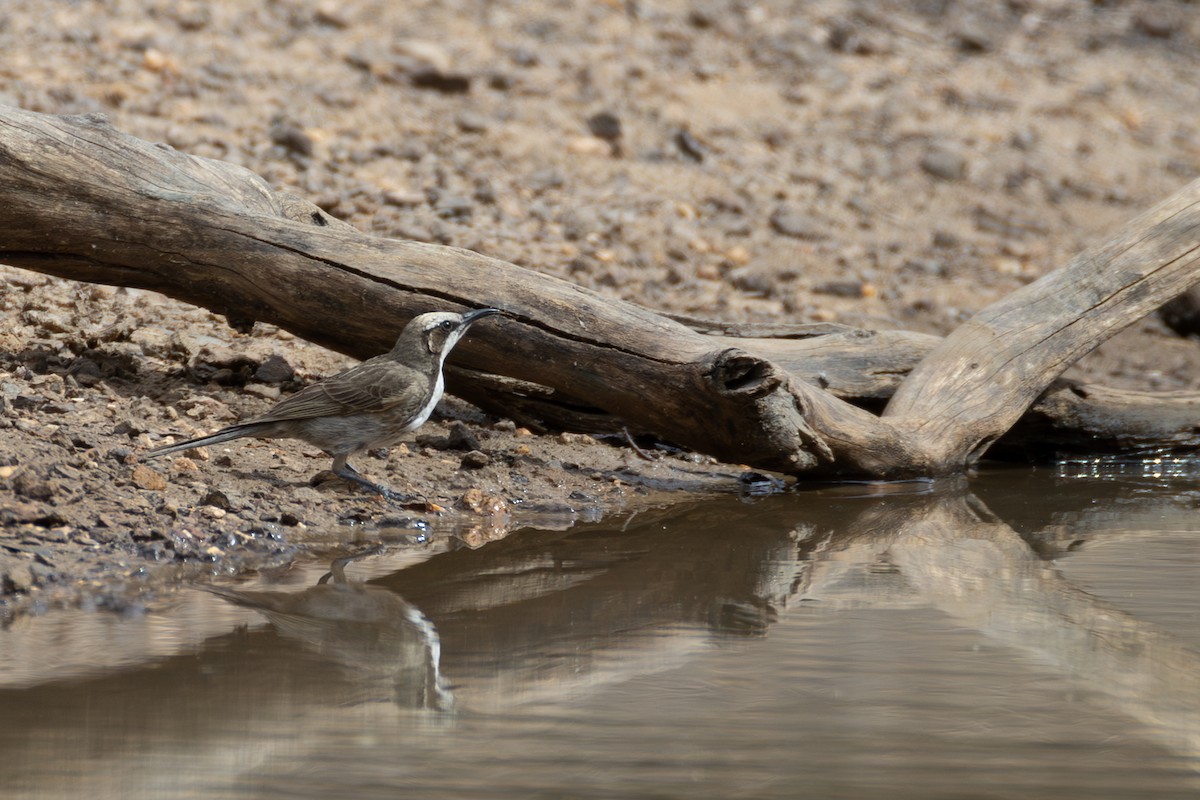 Goldscheitel-Honigfresser - ML647169486