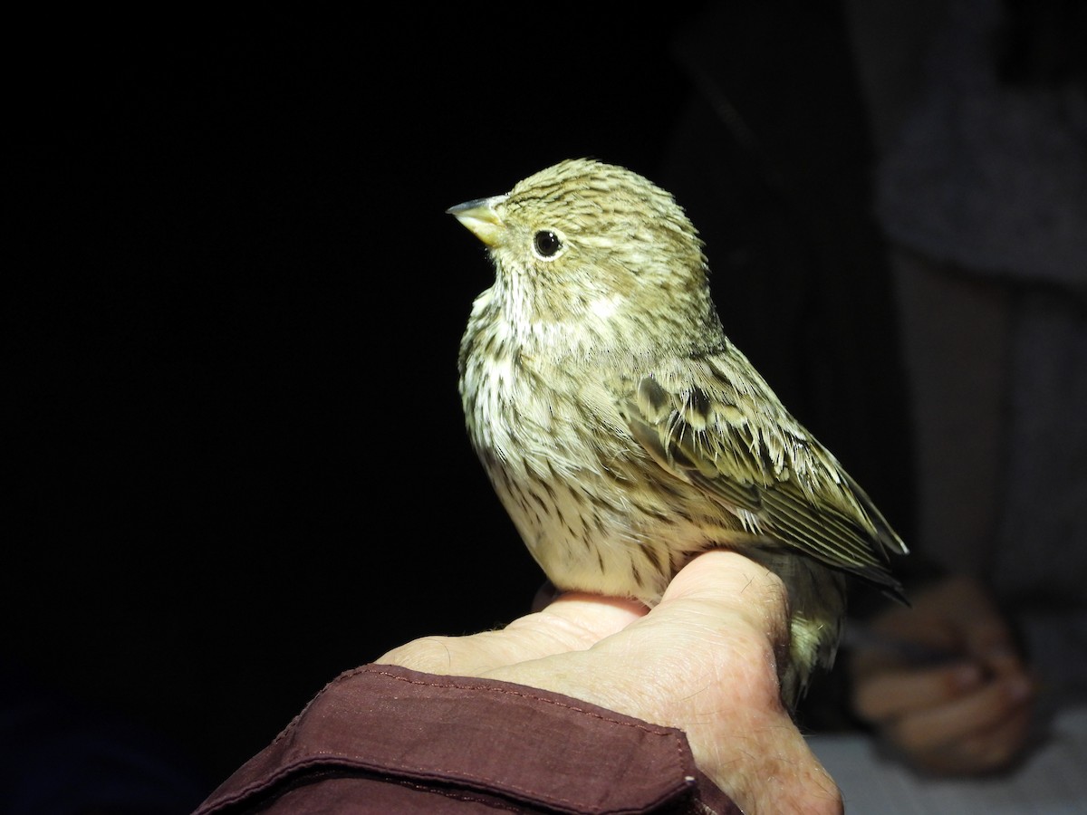 Grauammer - ML647169487