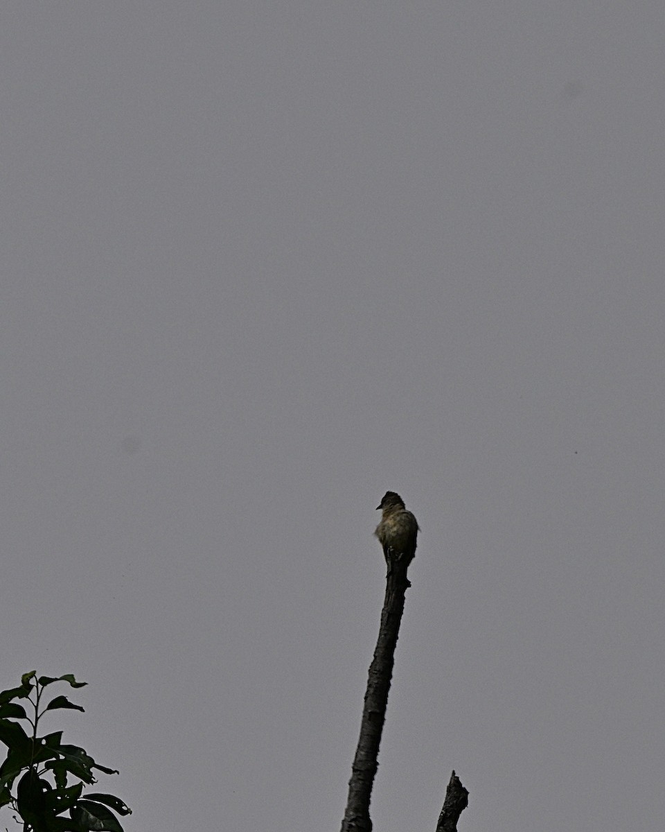 Grauohrbülbül - ML647169488