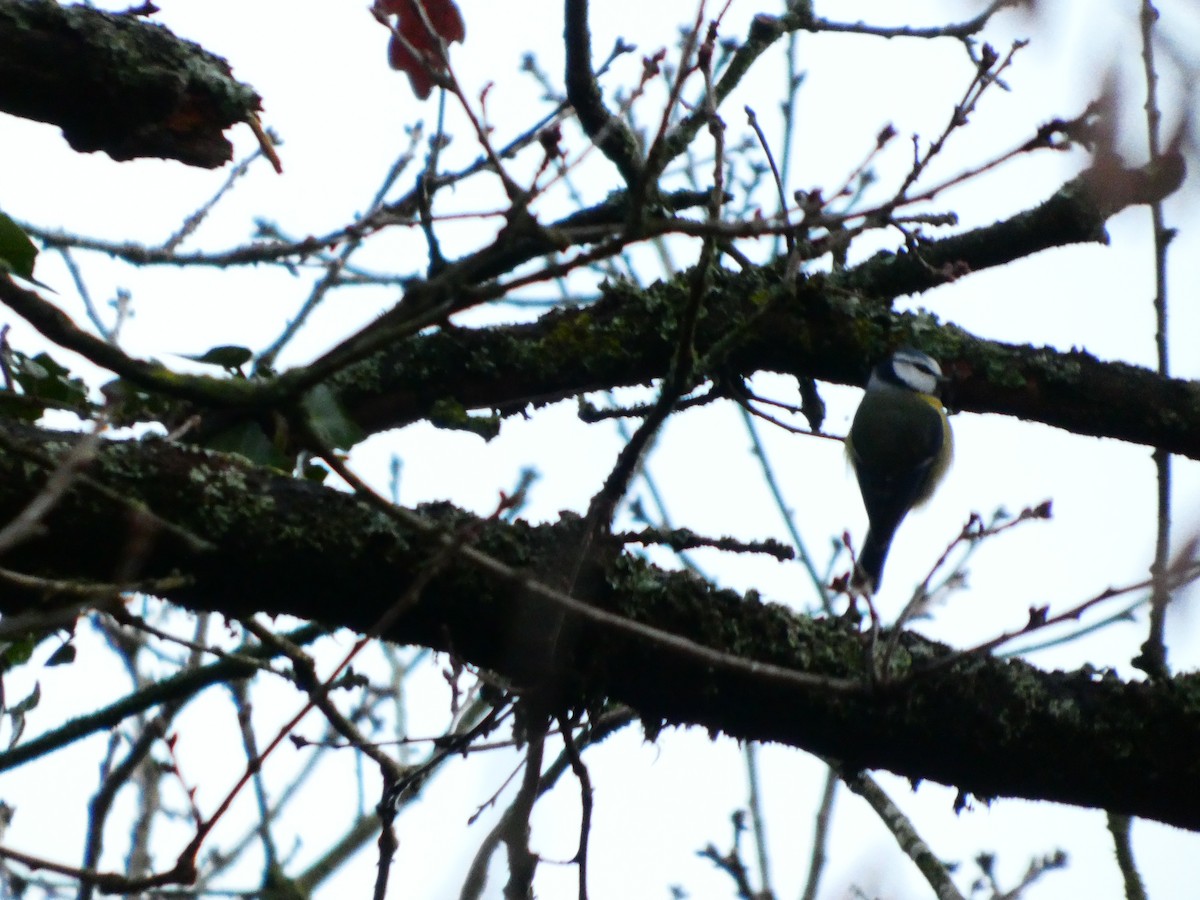 Eurasian Blue Tit - ML647169494