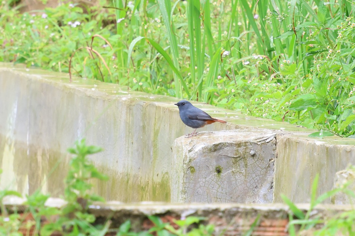 Plumbeous Redstart - ML647169497