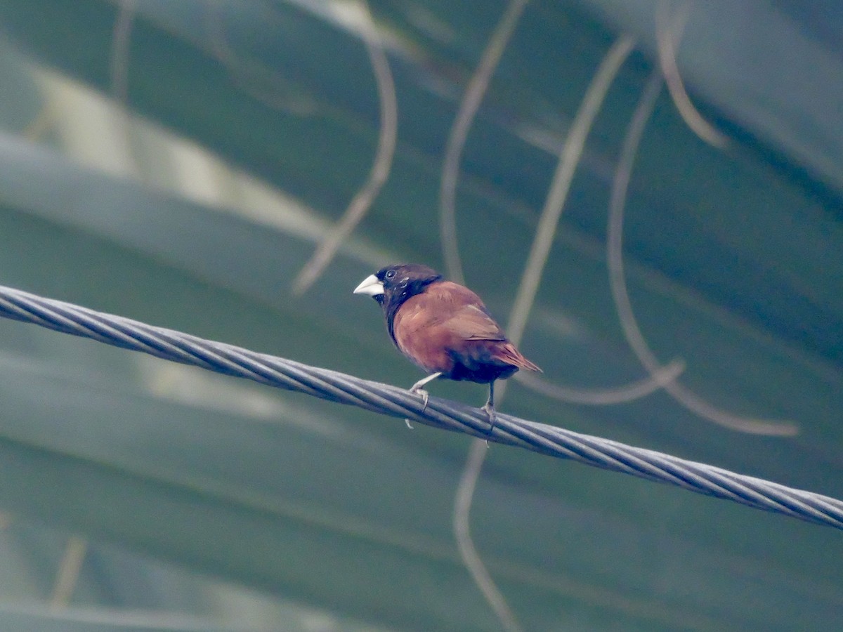 Kestane Rengi Munya - ML647169507