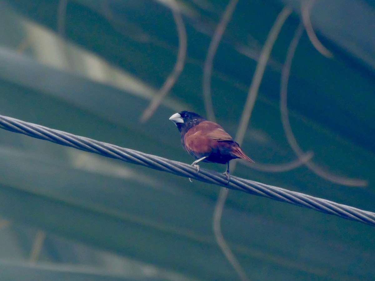 Kestane Rengi Munya - ML647169508