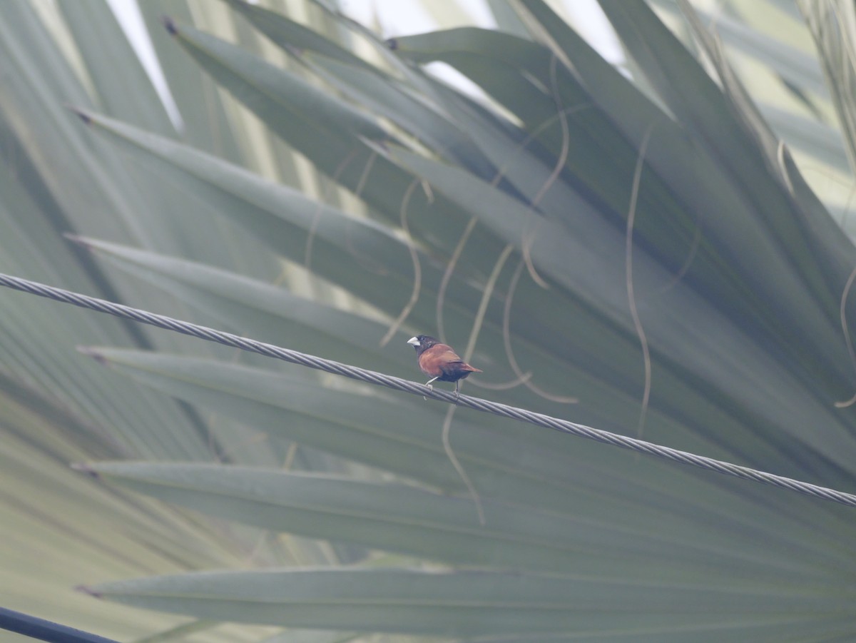 Kestane Rengi Munya - ML647169509