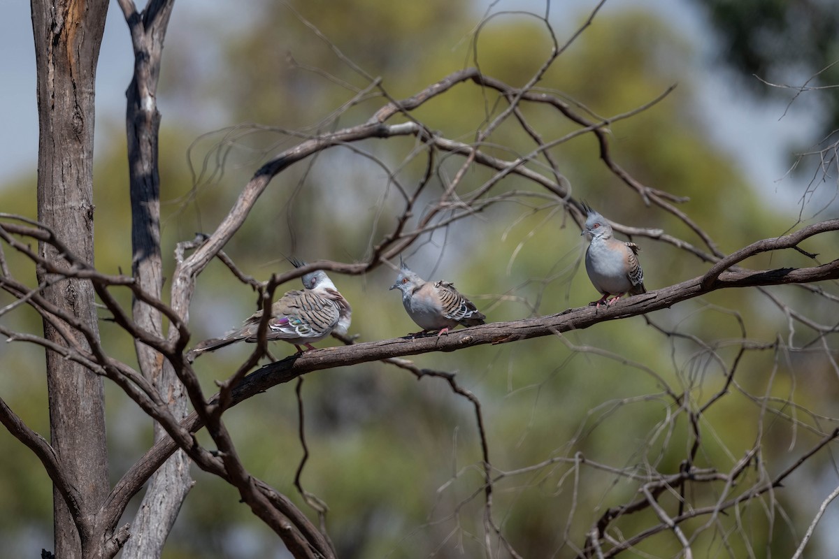 Spitzschopftaube - ML647169511